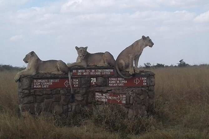 Half Day Nairobi National park - An Inside Look at the Tour Itinerary