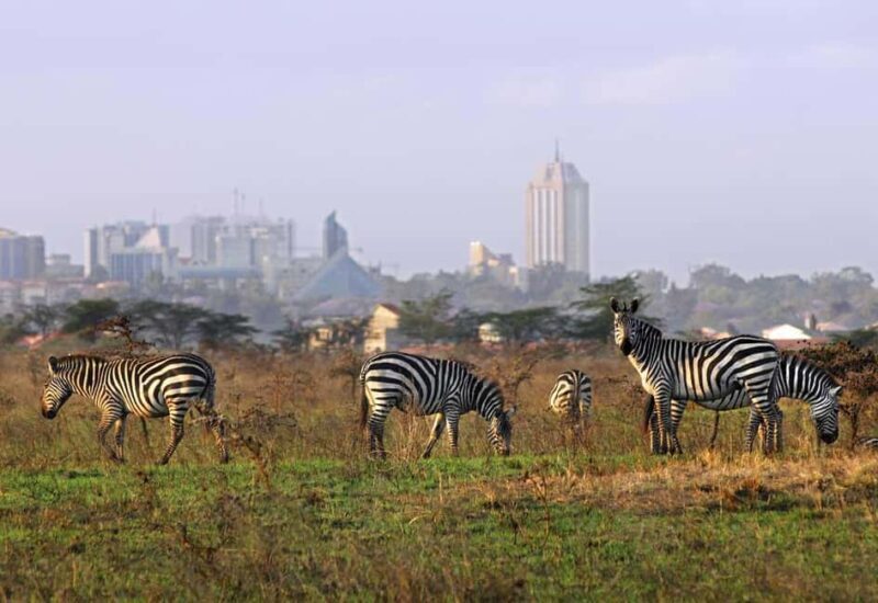 Half Day Nairobi national park - The Wildlife You Can Expect to See