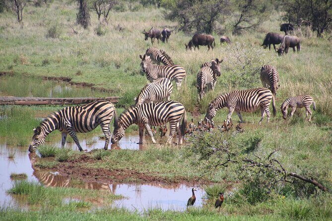 Half-Day Nairobi National Park and Maasai Market with Pick up - Exploring Nairobi National Park: What to Expect