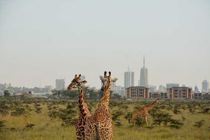 Half-Day Nairobi National Park and Maasai Market with Pick up - Practical Details: How Does It All Come Together?