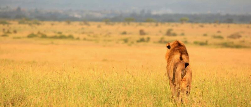 Half-Day Nairobi National Park Early Morning Game Drive - An In-Depth Look at the Tour Experience