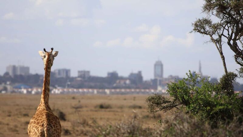 Half-Day Nairobi National Park Early Morning Game Drive - Practical Tips for Making the Most of Your Tour