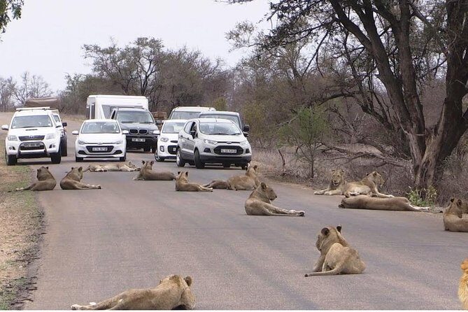 Half Day Nairobi National Park Guided Tour From Nairobi - Practical Tips for the Tour