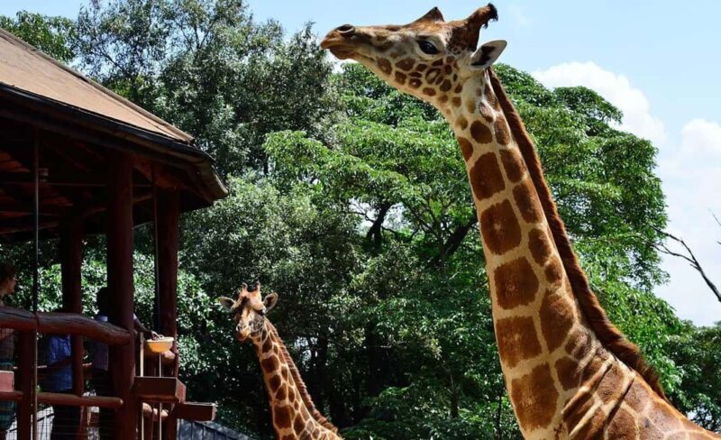 Half Day Nairobi National Park, Karen Blixen, Giraffe Center - Key Points