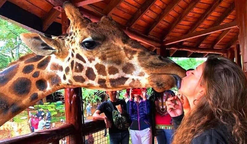Half Day Nairobi National Park, Karen Blixen, Giraffe Center - Giraffe Center: Feeding the Endangered Rothschild Giraffes