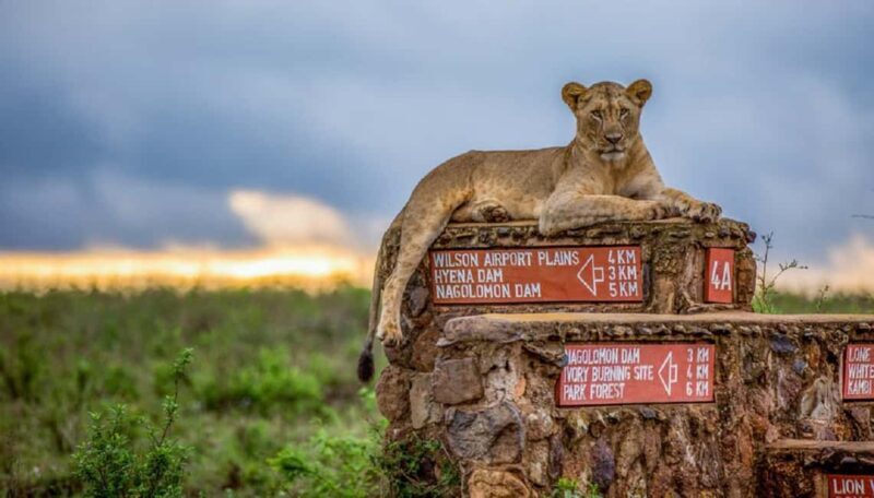 Half Day Nairobi National Park, Karen Blixen, Giraffe Center - Practical Details and Considerations