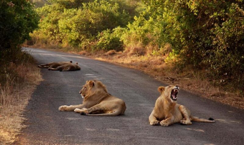 Half Day Nairobi National Park, Karen Blixen, Giraffe Center - The Sum Up