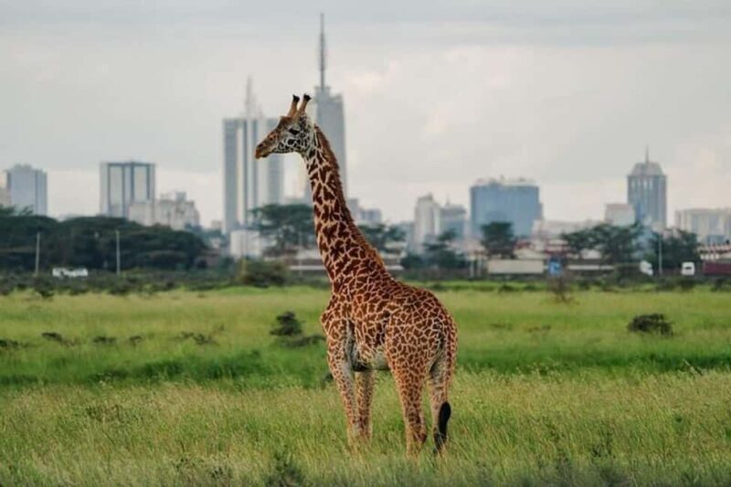 Half Day Nairobi National Park, Karen Blixen, Giraffe Center - FAQ