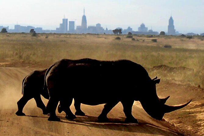 Half-Day Nairobi National Park Private Tour with admission - A Closer Look at the Experience
