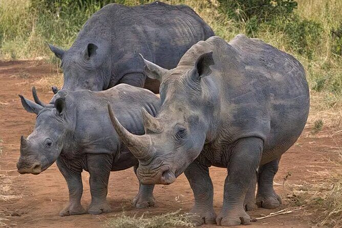 Half-Day Nairobi National Park Private Tour with admission - Final Thoughts