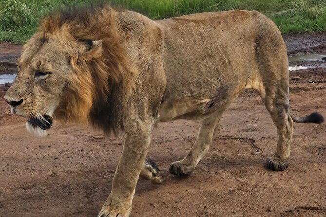 Half-Day Nairobi National Park Private Tour with admission - FAQ