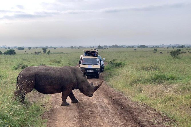 Half-Day Nairobi National Park Safari from Nairobi with Free Pickup - The Guide