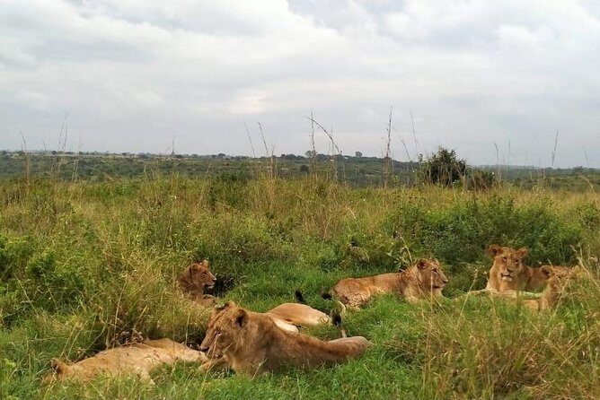 Half-Day Nairobi National Park Safari from Nairobi with Free Pickup - Costs and Additional Fees
