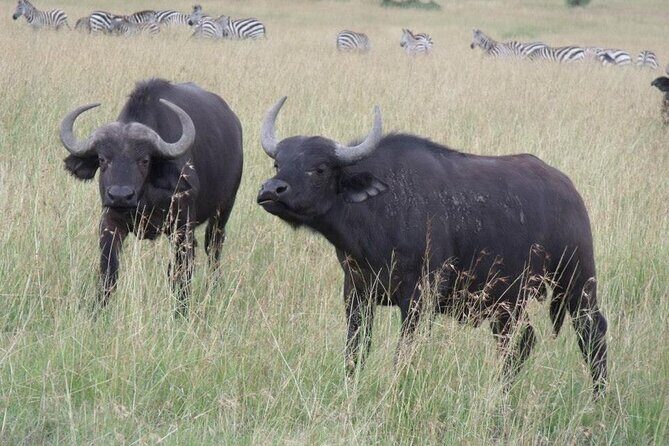 Half-Day Nairobi National Park Tour from Nairobi - The Experience in Action: Authentic Reviewer Insights