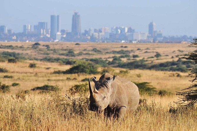 Half day Nairobi National Park Tour & Sheldrick Elephant Nursery - Introduction to the Tour Experience