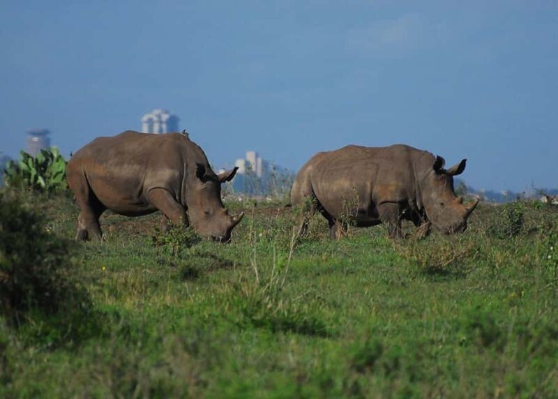 Half day Nairobi National Park with free pick up - Key Points