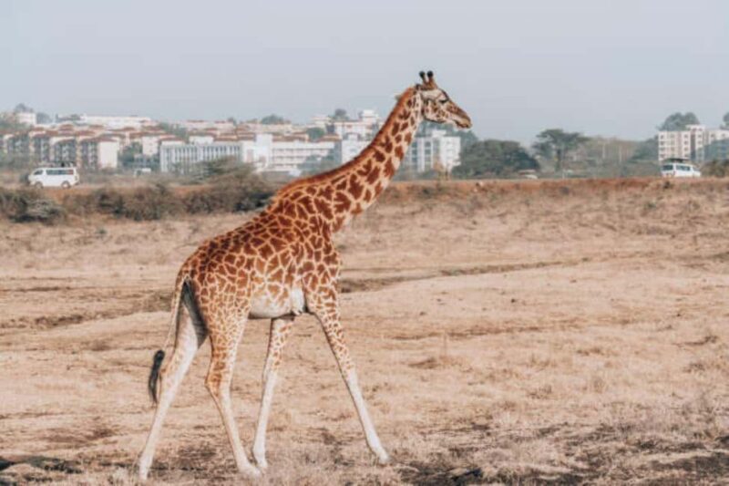 Half day Nairobi National Park with free pick up - The Value of This Tour