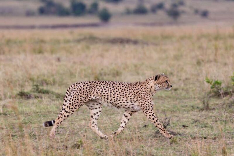 Half day Nairobi National Park with free pick up - Final Thoughts