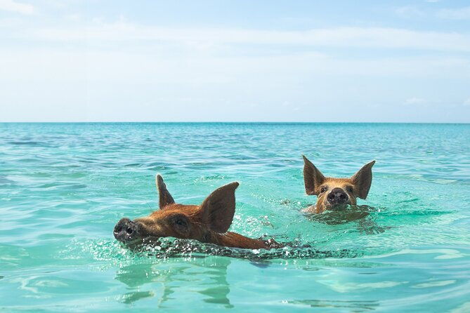 half-day-nassau-adventure-swimming-pigs-and-sea-turtles-spotting