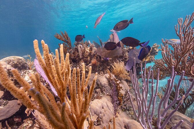 half-day-nassau-adventure-swimming-pigs-and-sea-turtles-spotting