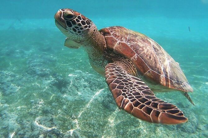 half-day-nassau-adventure-swimming-pigs-and-sea-turtles-spotting