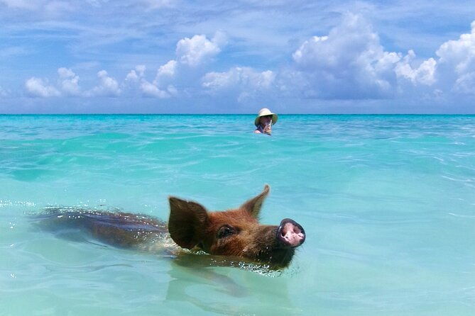 half-day-nassau-adventure-swimming-pigs-and-sea-turtles-spotting