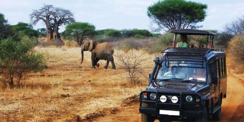 Half Day Natal Lion P & Tala Game Reserve from Durban Safari - Exploring the Experience: What to Expect