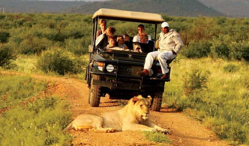 Half Day Natal Lion P & Tala Game Reserve from Durban Safari - Transportation & Logistics
