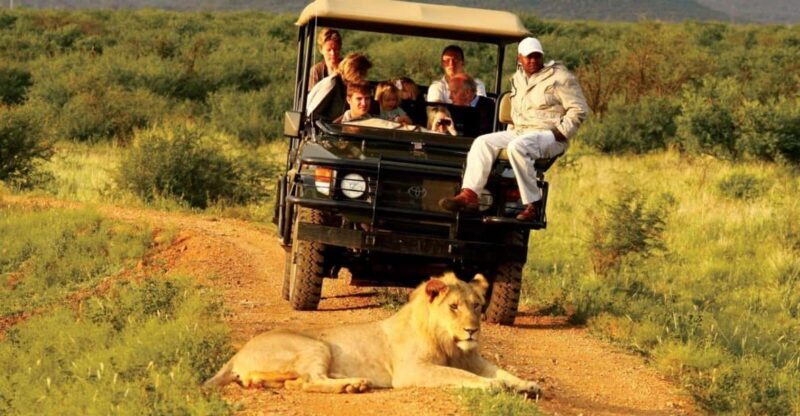 Half Day Natal Lion P & Tala Game Reserve from Durban Safari - Real Feedback from Travelers