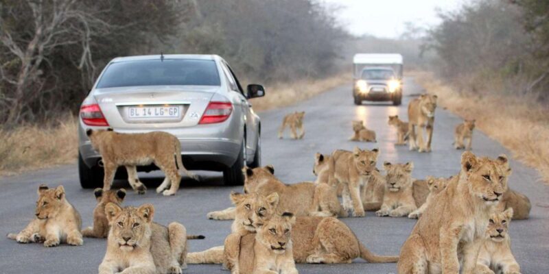 Half Day Natal Lion P & Tala Game Reserve from Durban Safari - FAQ