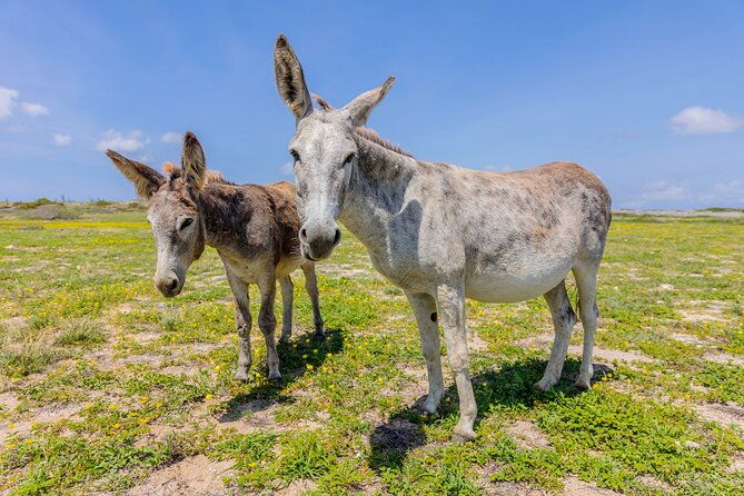 half-day-national-park-safari-tour-and-baby-beach