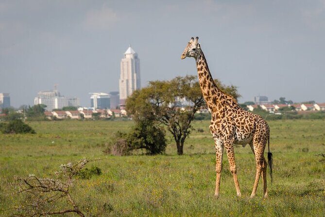 Half-Day National Wildlife Safari Private Tour in Nairobi - Key Points
