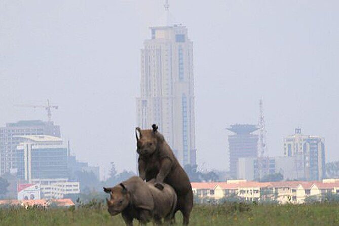 Half-Day National Wildlife Safari Private Tour in Nairobi - What to Expect from the Experience