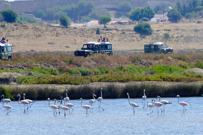 half-day-nature-safari-in-the-algarve