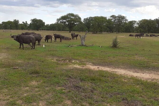 Half-Day Nature Walk in Mosi-oa-Tunya National Park from Livingstone - Key Points  