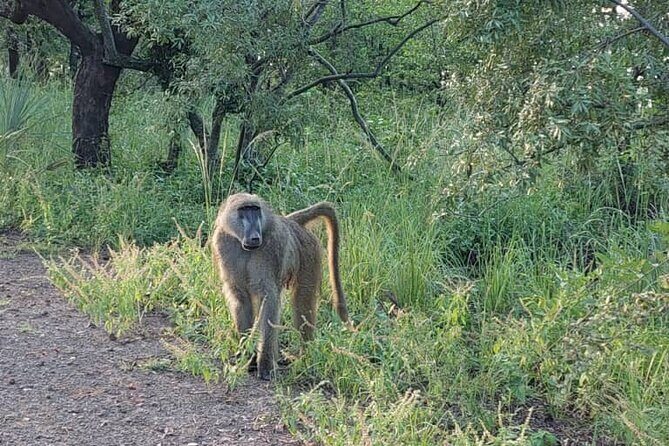 Half-Day Nature Walk in Mosi-oa-Tunya National Park from Livingstone - Final Thoughts: Is This Tour Worth It?