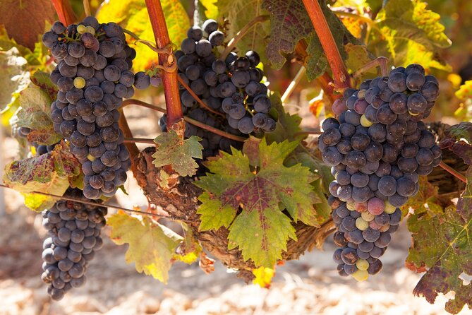 half-day-north-georgia-wine-country-tour-from-atlanta