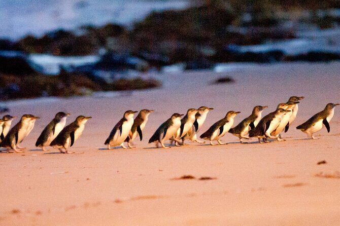 Half-Day or Full-Day Tour with Private Guide from Melbourne - Who Will Love This Tour?