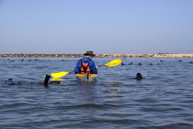 Half Day Original Seal Kayak Adventure, Pelican Point, Walvis Bay - Key Points