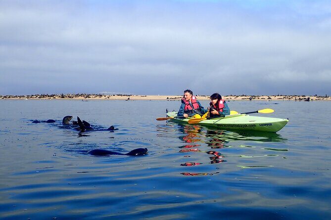 Half Day Original Seal Kayak Adventure, Pelican Point, Walvis Bay - The Itinerary and What to Expect