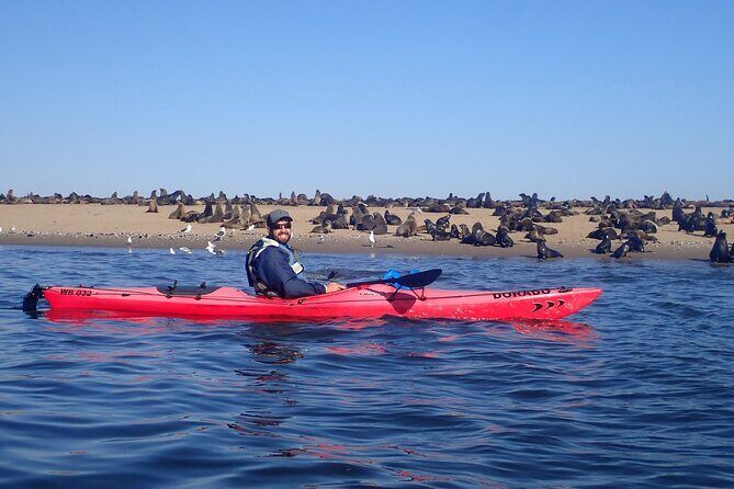 Half Day Original Seal Kayak Adventure, Pelican Point, Walvis Bay - The Kayaking Experience: Up Close With Wildlife