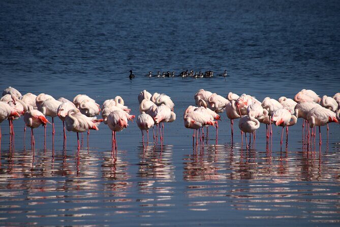 Half Day Original Seal Kayak Adventure, Pelican Point, Walvis Bay - Who Should Book This Tour?