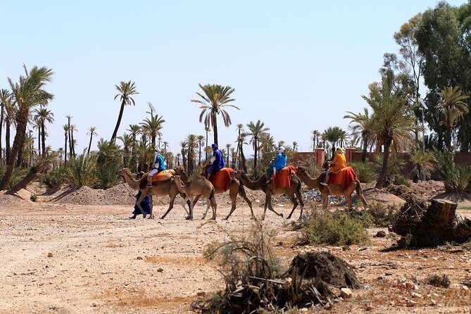 Half-Day Palm grove desert Quad & Camel Tour - Who Will Love This Tour?