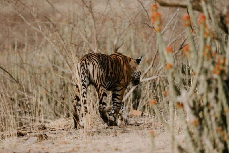 Half-Day Panna Safari: Guaranteed Tiger Sightings - Key Points