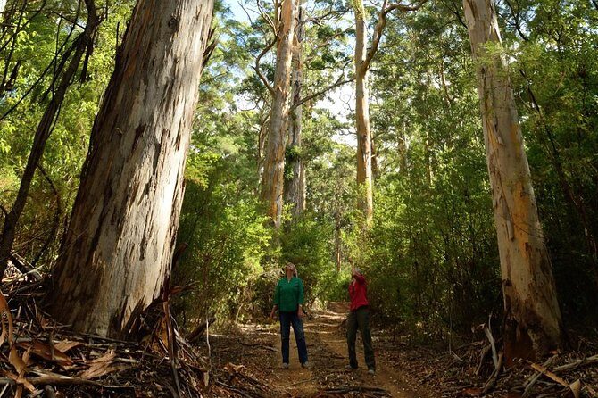 Half-Day Pemberton National Parks Beach and Forest Eco Adventure - Practicalities and Considerations