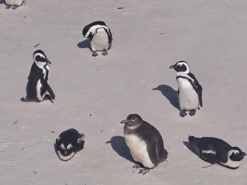 Half Day Penguins Colony and Constantia Wine Tasting Tour - Key Points