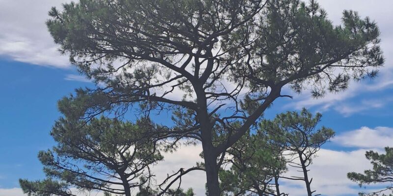 Half Day Penguins Colony and Constantia Wine Tasting Tour - FAQs About the Tour