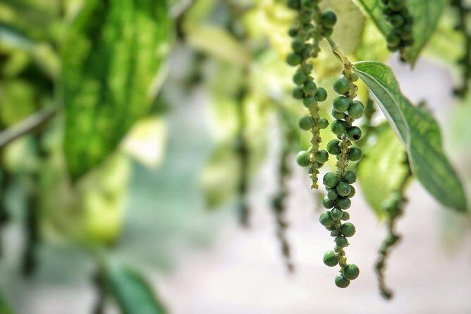 Half-day Phu Quoc Island Experience - Key Points