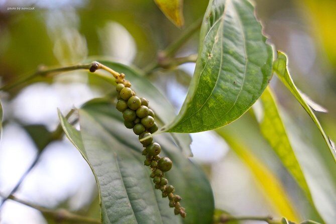 Half-day Phu Quoc Island Experience - An In-Depth Look at the Tour Itinerary