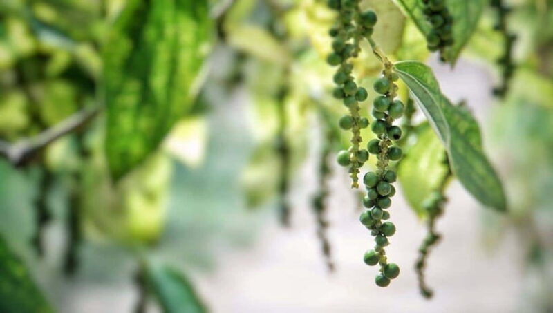 Half-day Phu Quoc Island Experience - Frequently Asked Questions